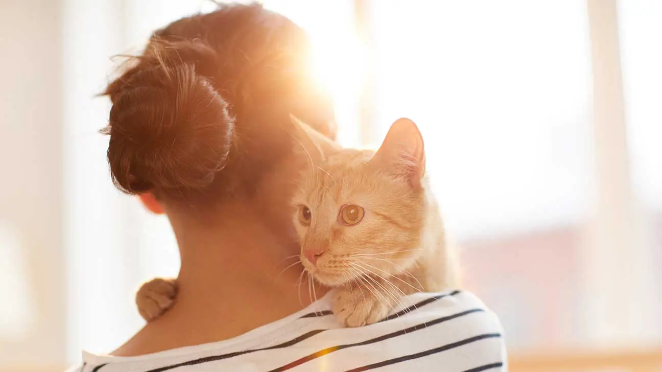 Cat-Friendly Addiction Treatment Programs