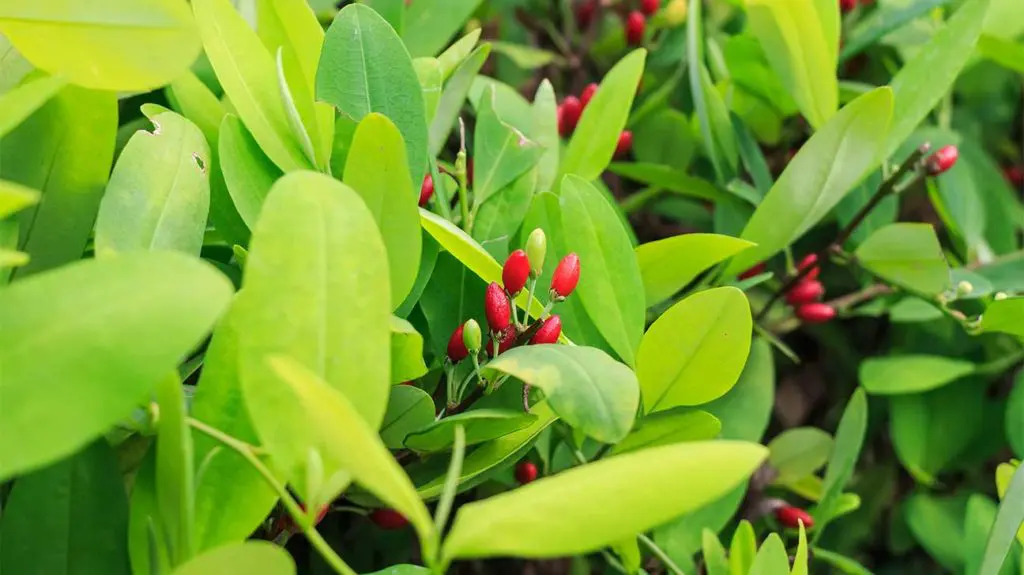 What Does A Coca Plant Look Like?