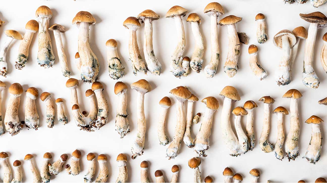 Can You Develop A Tolerance To Shrooms (Psilocybin)?
